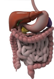 gastro-intestinale